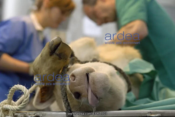  : Veterinary surgery on a calf charolais