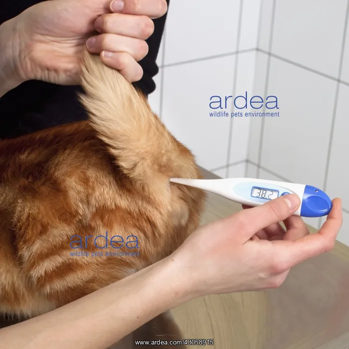 : Veterinary taking the temperature of a European Tiger Cat : Veterinary taking the temperature of a European Tiger Cat