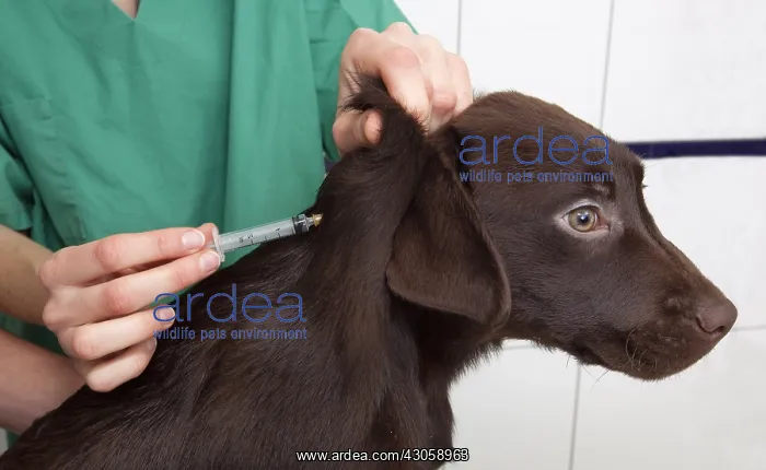 : Veterinary vaccinating chocolate Lab puppy : Veterinary vaccinating chocolate Lab puppy