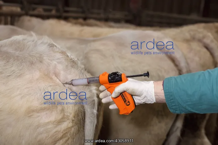 : Veterinary vaccinating a herd of Charolais Cows : Veterinary vaccinating a herd of Charolais Cows
