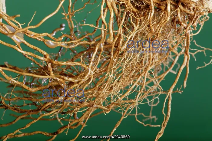  : Vetiver - roots