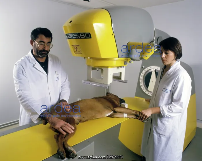  : Vets with dog, receiving treatment for Cancer