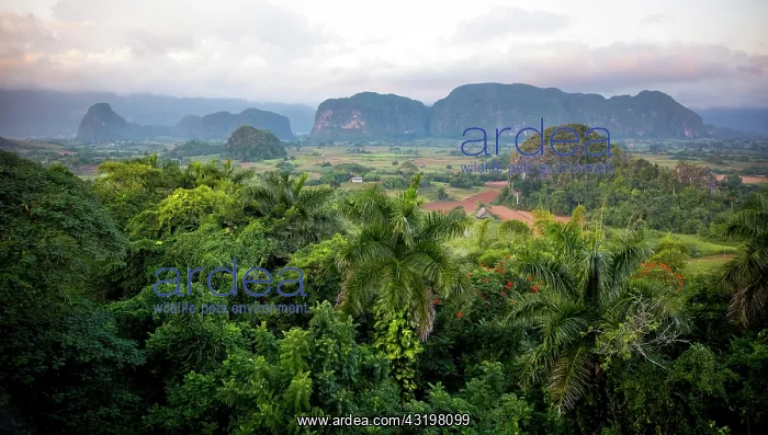 : Vi&, xf1;ales Valley with karst mountains, Vi&, xf1;ales : Vi&, xf1;ales Valley with karst mountains, Vi&, xf1;ales