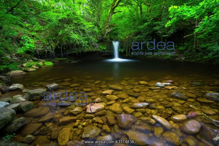 : Viana Falls, Viana river valley, Vega de Pas, Valles : Viana Falls, Viana river valley, Vega de Pas, Valles