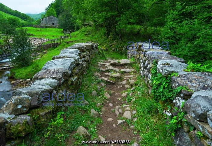: Viana river valley, Vega de Pas, Valles Pasiegos : Viana river valley, Vega de Pas, Valles Pasiegos