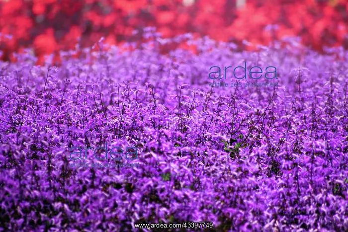 : A vibrant purple lavender field with a blurry background : A vibrant purple lavender field with a blurry background