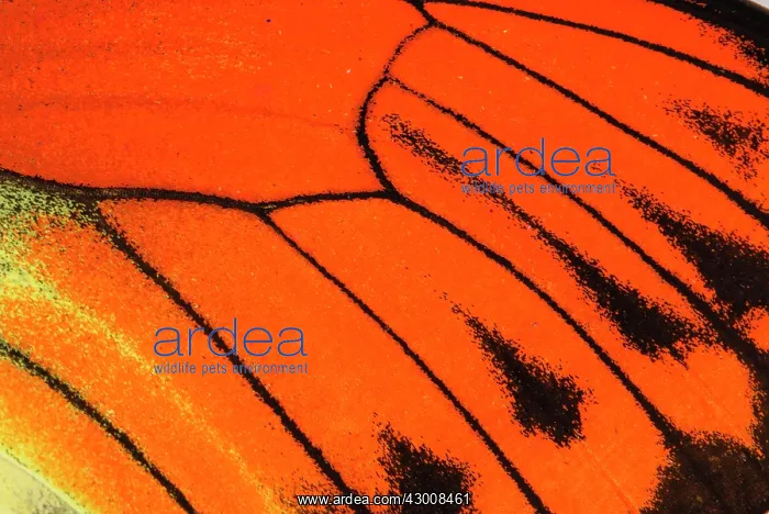 : Vibrant Sulpher detail of the butterfly wing : Vibrant Sulpher detail of the butterfly wing
