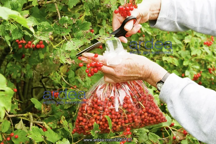 : Viburnum : Viburnum