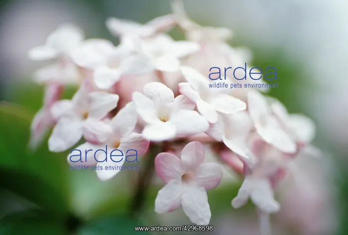  : Viburnum, Viburnum x juddii