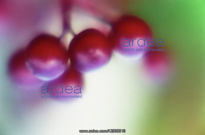 : Viburnum : Viburnum