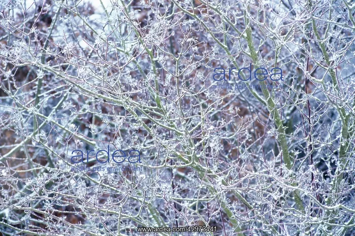 : Viburnum, Viburnum opulus : Viburnum, Viburnum opulus
