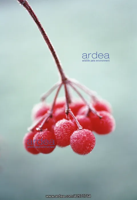: Viburnum, Viburnum opulus : Viburnum, Viburnum opulus