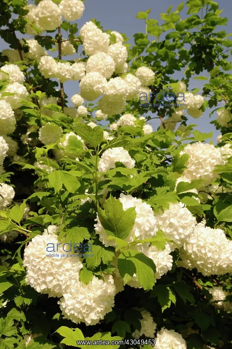 : Viburnum, Viburnum macrocephalum : Viburnum, Viburnum macrocephalum
