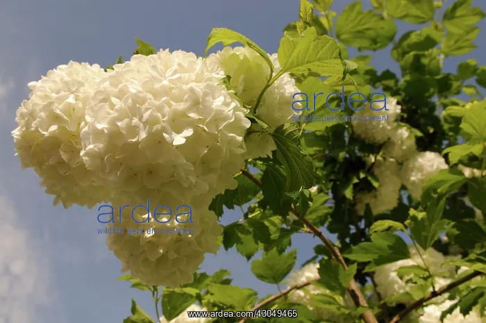 : Viburnum, Viburnum macrocephalum : Viburnum, Viburnum macrocephalum
