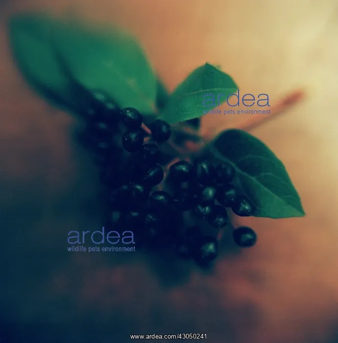 : Viburnum, Viburnum tinus : Viburnum, Viburnum tinus