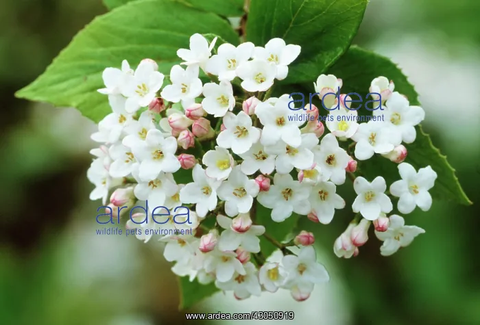: Viburnum, Viburnum burkwoodii : Viburnum, Viburnum burkwoodii