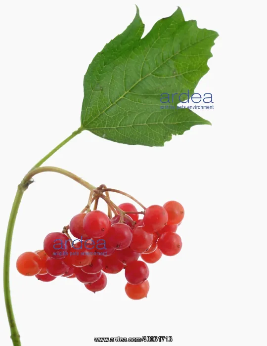  : Viburnum, Viburnum opulus Compactum, Compact guelder rose