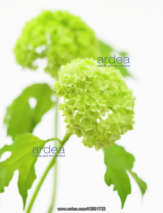 : Viburnum, Viburnum opulus Roseum, Red guelder rose : Viburnum, Viburnum opulus Roseum, Red guelder rose