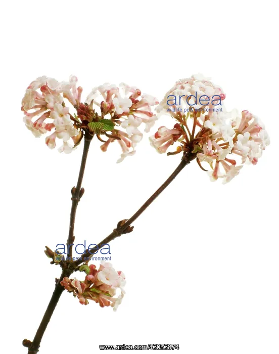 : Viburnum, Viburnum bodnantense : Viburnum, Viburnum bodnantense