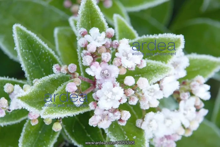 : Viburnum, Viburnum tinus : Viburnum, Viburnum tinus