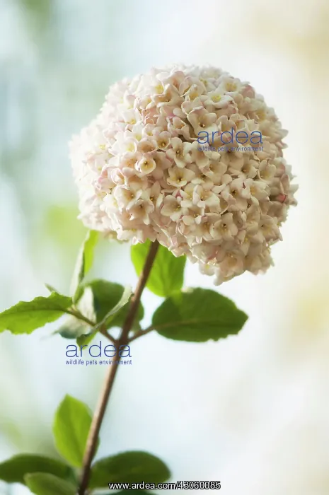  : Viburnum burkwoodii. Rounded flower head of tubular