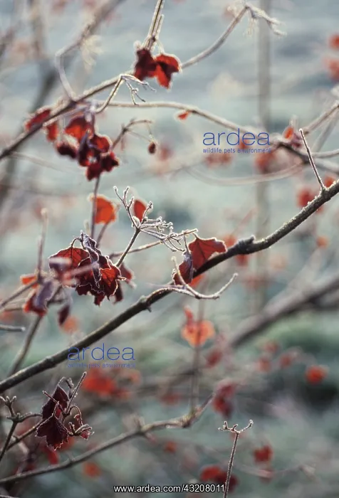 : Viburnum, Viburnum opulus : Viburnum, Viburnum opulus