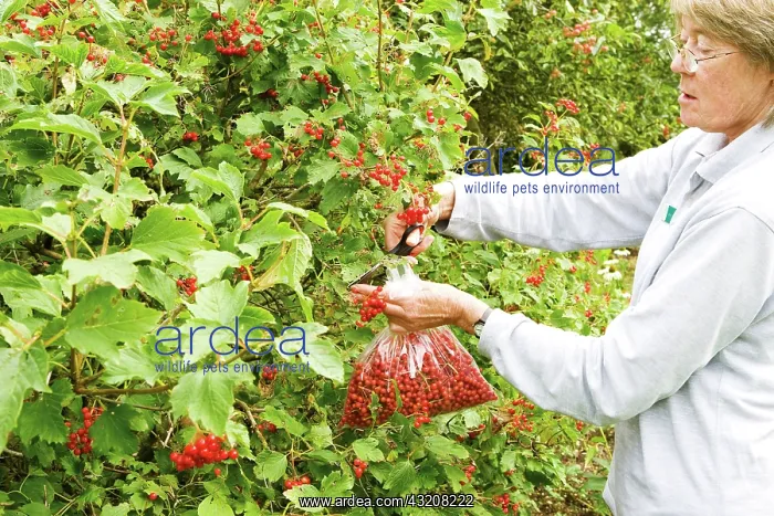 : Viburnum : Viburnum