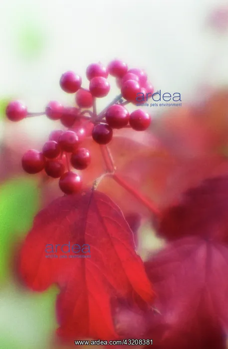 : Viburnum : Viburnum