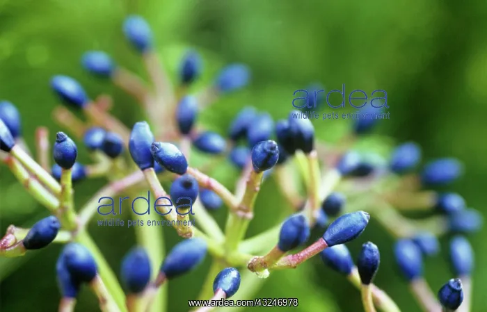 : Viburnum, Viburnum davidii : Viburnum, Viburnum davidii