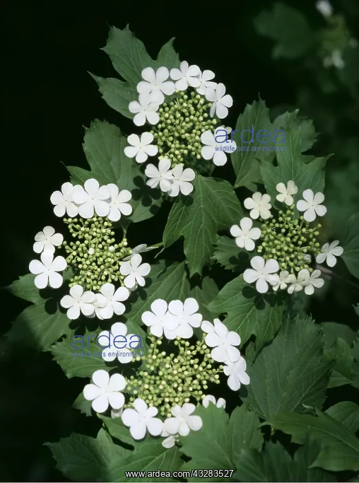 : Viburnum - Guelder Rose - In flower : Viburnum - Guelder Rose - In flower