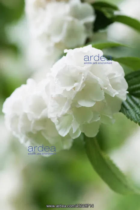 : Viburnum, Rotundifolium Doublefile Viburnum : Viburnum, Rotundifolium Doublefile Viburnum