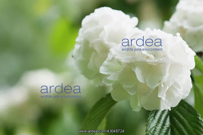 : Viburnum, Rotundifolium Doublefile Viburnum : Viburnum, Rotundifolium Doublefile Viburnum