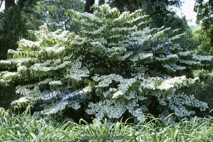 : VIBURNUM - Tomentosum Mariesii, In flower : VIBURNUM - Tomentosum Mariesii, In flower