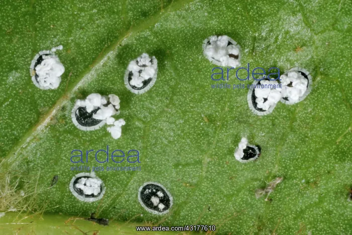 : Viburnum Whitefly : Viburnum Whitefly