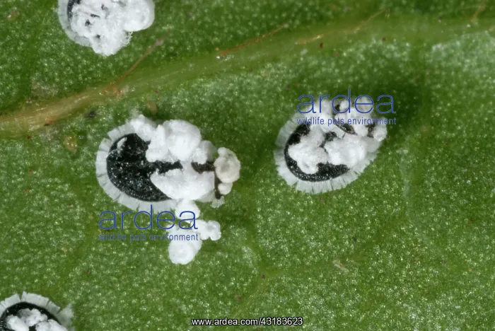 : Viburnum Whitefly : Viburnum Whitefly