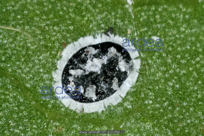 : Viburnum Whitefly : Viburnum Whitefly