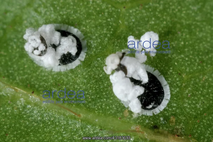 : Viburnum Whitefly : Viburnum Whitefly