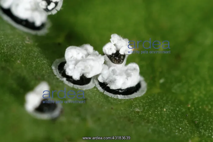 : Viburnum Whitefly : Viburnum Whitefly