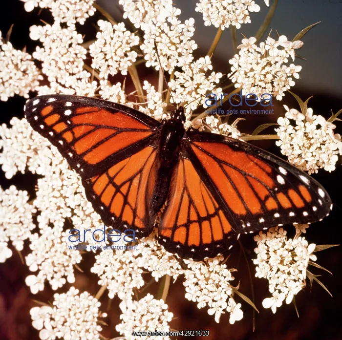 : VICEROY BUTTERFLY : VICEROY BUTTERFLY