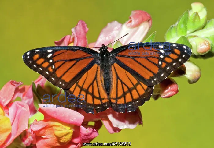 : Viceroy Butterfly : Viceroy Butterfly