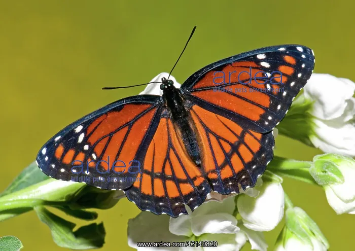 : Viceroy Butterfly : Viceroy Butterfly