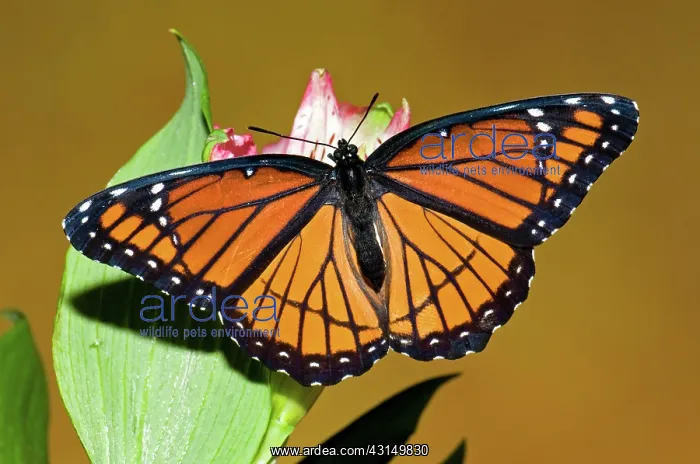 : Viceroy Butterfly : Viceroy Butterfly