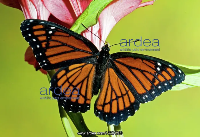 : Viceroy Butterfly : Viceroy Butterfly