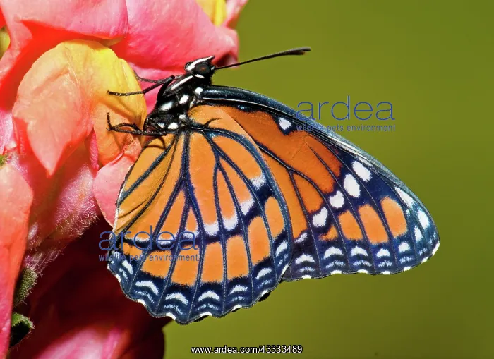 : Viceroy Butterfly : Viceroy Butterfly