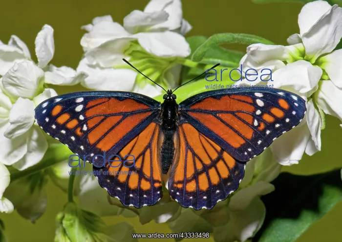: Viceroy Butterfly : Viceroy Butterfly