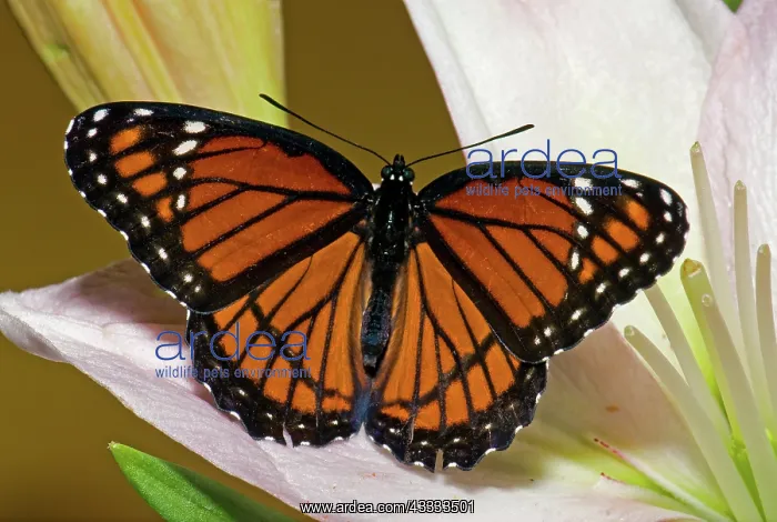 : Viceroy Butterfly : Viceroy Butterfly