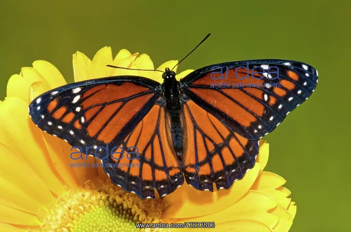 : Viceroy Butterfly : Viceroy Butterfly