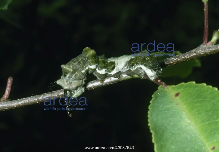 : Viceroy Caterpillar : Viceroy Caterpillar