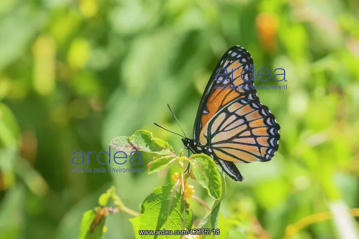 : Viceroy (Limenitis archippus) in prairie Marion : Viceroy (Limenitis archippus) in prairie Marion