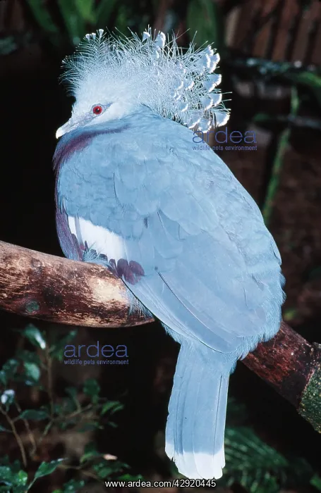 : Victoria Crowned Pigeon : Victoria Crowned Pigeon